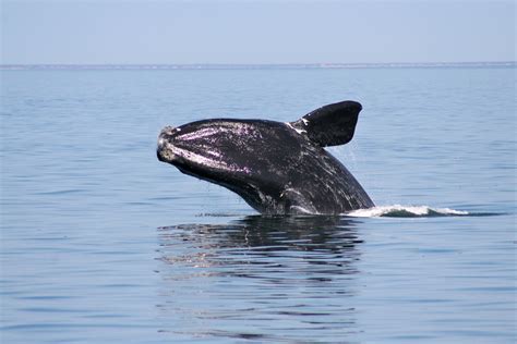 fewer than 400 north atlantic right whales